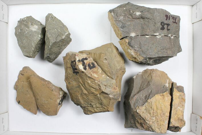 Lot: Unprepared Trilobites From Morocco (Zlichovaspis, Reedops?) #101607